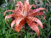 Lillium lancifolium flore pleno or Double Tiger Lily